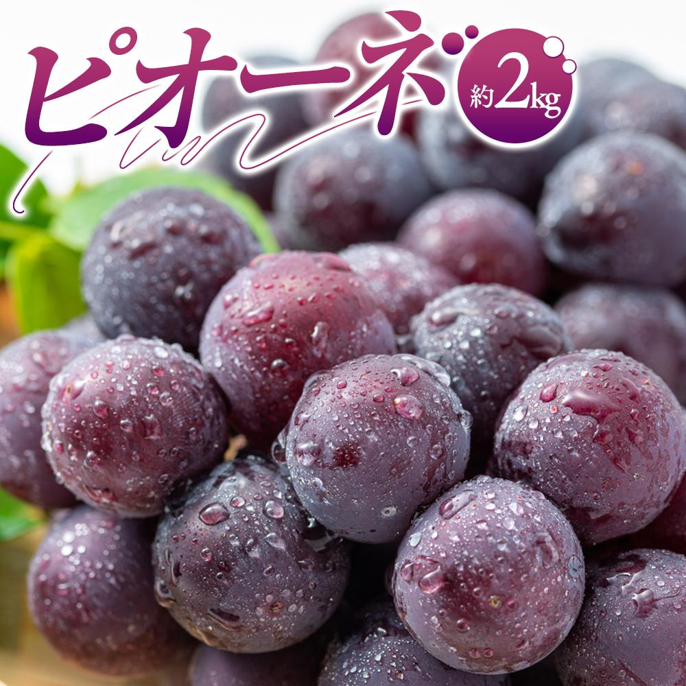 【ふるさと納税】ピオーネ　約2kg【2026-7月中旬～2026-9月下旬配送】 | 果物 フルーツ ぶどう ブドウ 葡萄 贈答 ギフト 自宅用 冷蔵 濃厚 大粒 種無し 手土産 香川県 高松市