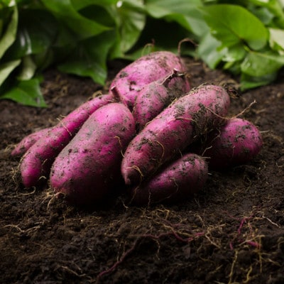 【驚異の100日熟成】ギリギリまで糖化させた幻のシャトーブリアン焼き芋2026年1月中旬より発送【配送不可地域：離島】