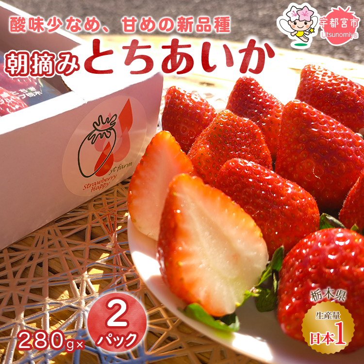 朝摘み とちあいか 2パックセット  | いちご 栃木 とちあいか 甘い 糖度 旬 新鮮 フルーツ 果物 アレンジ スイーツ いちごジャム フルーツサンド※離島への配送不可 ※2026年1月～3月頃に順次発送予定
