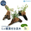 【ふるさと納税】観葉植物 テラリウム向け ミニ観葉付流木 Sサイズ 約15cm 5本 インテリア 自然 リラクゼーション 室内栽培 プレゼント ギフト 送料無料 趣味 ライフスタイル 人気 オススメ 初心者 玄関 リビング キッチン 水槽 株式会社チャーム