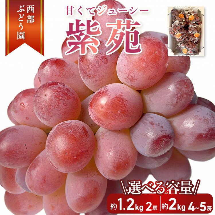 【ふるさと納税】【選べる内容量！】西部ぶどう園 紫苑 4～5房 約2kg もしくは 2房 約1.2kg 葡萄 フルーツ 果物【 皮ごと パリッ 美味しい 白ぶどう 高糖度 詰合せ ジューシー 甘い 贈答用 】 ※沖縄・離島への配送不可 ※2025年9月下旬～10月下旬頃に順次発送予定
