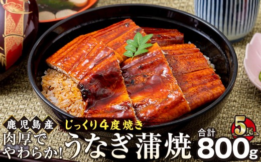 うなぎ 蒲焼 160g×5尾【鹿児島産】地下水で育てた絶品鰻