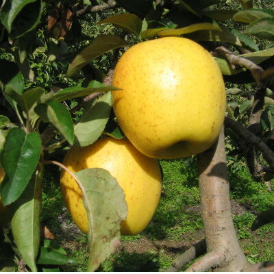 【ふるさと納税】【南信州あじさい農園】葉とらずりんご(はるか)約3kg無袋【1593315】