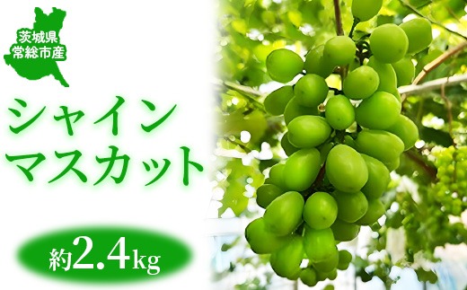 茨城県常総市産 シャインマスカット 約2.4kg｜ぶどう ブドウ 葡萄 果物 フルーツ 贈り物 ※2026年8月中旬～9月中旬頃に順次発送予定