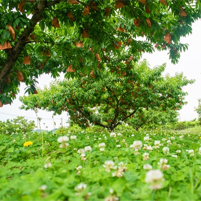 岡山県産「清水白桃」約3kg|7月中旬頃～順次発送【配送不可地域：離島】
