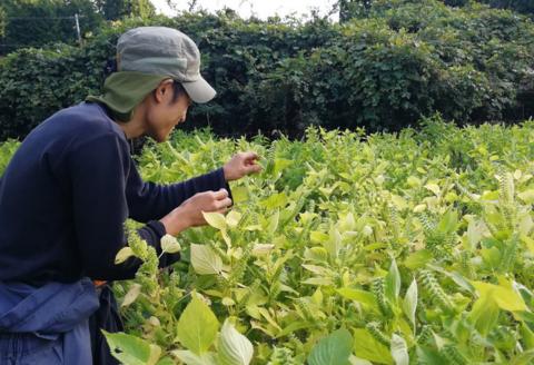 240271【農と里山S-oil：川本町産/えごま油白種】生搾り白のえごま油(100ｇ)2本セット	