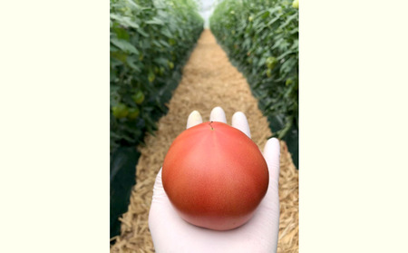 トマト 4kg 大玉 夏 野菜 信州産 トマト