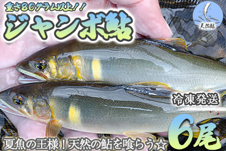 先行予約≪発送時期2026年7月中旬～12月頃まで≫【ジャンボ鮎】天然の馬瀬川鮎 ６尾【26-1】 