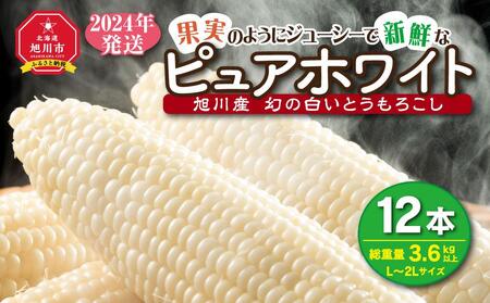 【先行予約】白いとうもろこしピュアホワイト 12本 3.6kg(2025年8月下旬より発送予定) 【 人気 北海道産 糖度 生 野菜 スイートコーン 産地直送 バーベキュー BBQ コーン 旬 お取り寄せ 旭川市 北海道 送料無料 】_00407