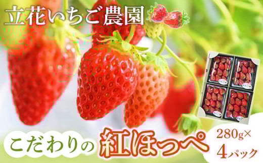 果物 【冷蔵】 こだわりの紅ほっぺ 280g 4パック 広島県福山市/立花いちご農園 いちご 苺 イチゴ 紅ほっぺ フルーツ 産地直送 [BAFN001]