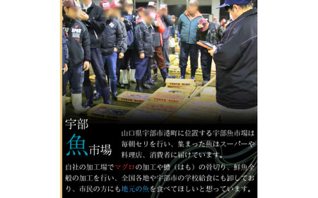 【北海道・東北・沖縄・離島配送不可／着日指定必須】ワタリガニ [メス] 約2kg(5～10尾) ワタリガニ