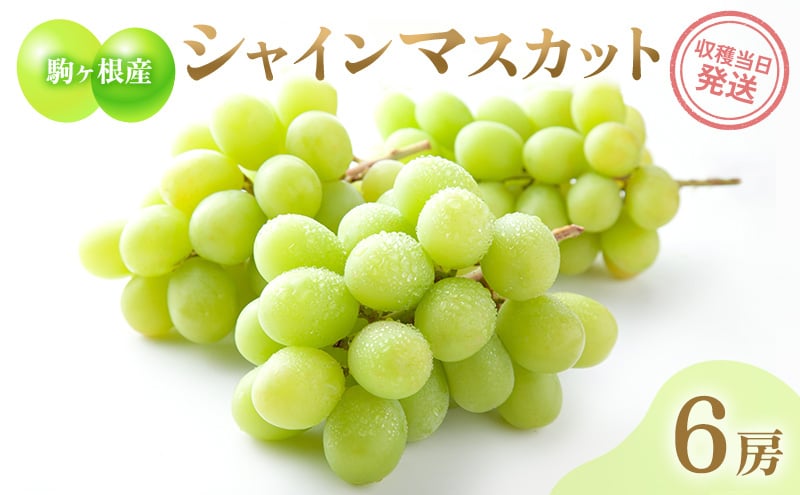 
            駒ヶ根産シャインマスカット6房 ブドウ ぶどう 葡萄 果物 フルーツ 季節限定 産地直送 産直 駒ヶ根市[№5659-1642]
          
