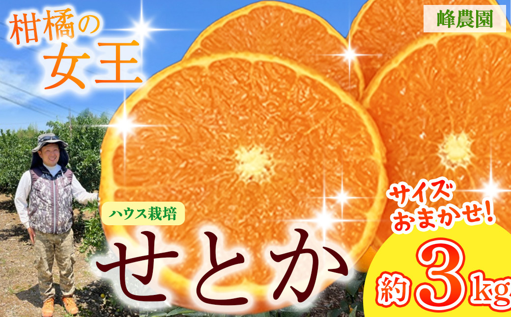 
                  峰農園のハウスせとか 3kg （サイズおまかせ）【2027年1月上旬-2月上旬発送予定】 みかん せとか ミカン 蜜柑 太良みかん 柑橘 フルーツ 果物 濃厚 甘い 完熟 アンコール マーコット オレンジ 薄皮 国産 こだわり 産地直送 贈答品 詰め合わせ 佐賀県 太良町 O169x2
                
