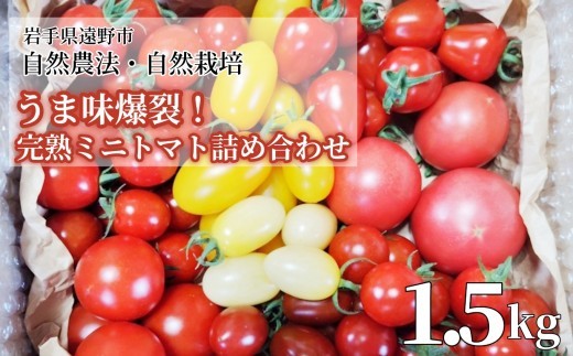 
                  無農薬 完熟 ミニトマト 詰め合わせ 1.5kg 農家直送 ｜自然農法 農家直送 遠野もぐもぐカントリー 岩手県 遠野市 【2026年7月25日頃より順次発送】
                