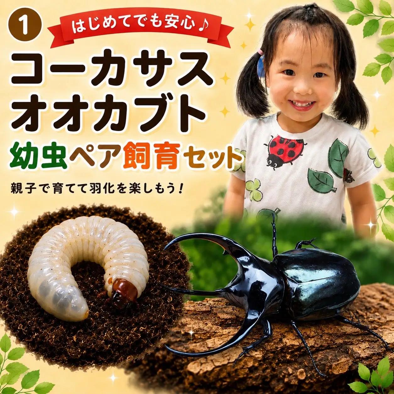 【虹色Farm】コーカサスオオカブト 幼虫2匹(ペア)　～初心者の方も安心！飼育キット２点付(育て方解説書・飼育マット)｜京都 オオカブト 人気