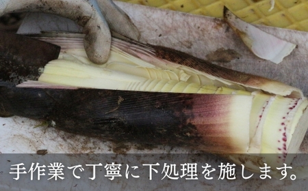 国産 たけのこ 水煮 根本部分 1.5kg  タケノコ 竹の子 長期保存 真空パック 15005-40001078-k