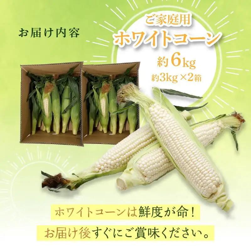 訳あり ご家庭用 瀬戸内ホワイトコーン 約6kg【2026-6月中旬～2026-7月中旬配送】| コーン