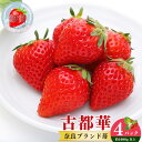 【ふるさと納税】奈良県産ブランド 「 古都華 （ ことか ）」 4パック （ 約1080g 以上 ）| フルーツ くだもの 果物 いちご イチゴ ことか コトカ 古都華 奈良県 五條市