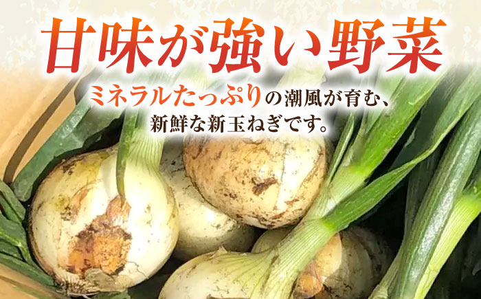 【先行予約】新玉ねぎ　約5kg（3月～4月）【鈴也ファーム】 [AKCE019]