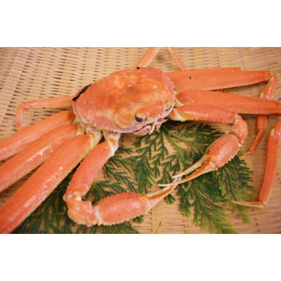 ふるさと納税 鳥取県 茹で　松葉かに　タグ付き大サイズ(約700g×2尾) |  | 03