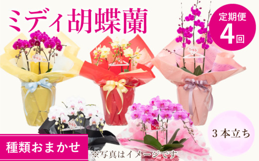 胡蝶蘭 定期便 熊本県産 ミディ 3本立ち×4回 【定期便4回】ミディ胡蝶蘭 3本立ち 洋蘭 観賞用 植物