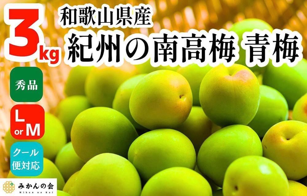 
            【2025年6月上旬出荷】青梅 南高梅 3kg 秀品 LまたはMサイズ 和歌山県産 A品 梅酒作り用 梅ジュース作り用
          