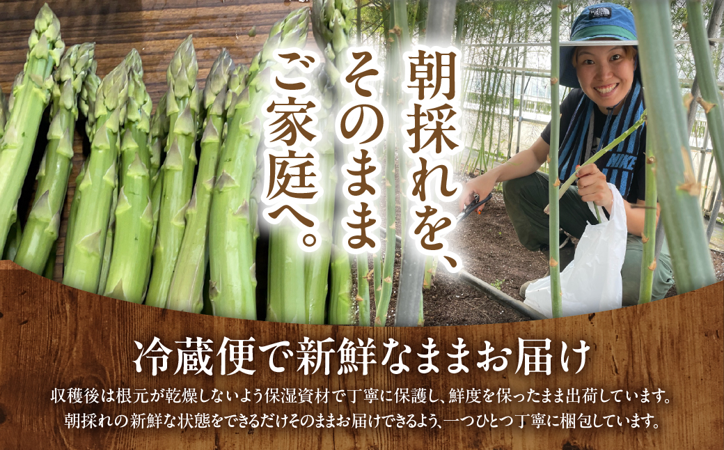 北海道厚沢部町産 グリーンアスパラ L～2L混合 約1.3kg ASG046