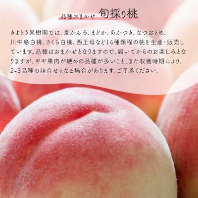 ふるさと納税 真庭市 【発送月固定定期便】【2026年先行予約】桃とシャインマスカット どっちも食べたい便 全2回 |  | 02