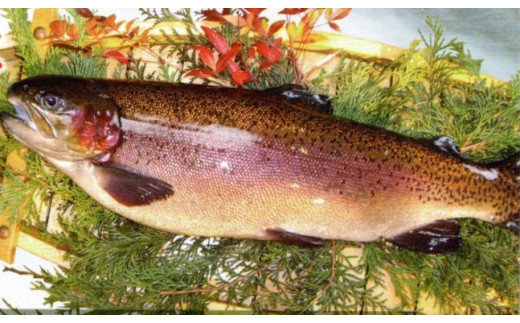 0023-72-02　西京漬け　富士山サーモン８切入り