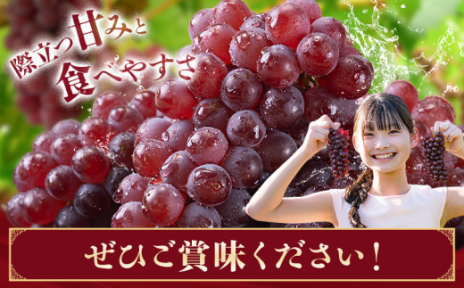 【先行予約】デラウェア ぶどう 約500g(2-4房) フルーツ 果物《2026年6月中旬-7月上旬頃出荷》和歌山県 岩出市 送料無料 一大産地 青果 お取り寄せフルーツ デラウエア ブドウ 