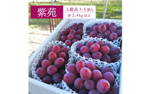 ワインレッドの葡萄「紫苑(しえん)」上級品 3-5房/計2.4kg～(岡山県産) 贈答にもおすすめ!_紫苑 しえん ワインレッド ぶどう 特選品 2.4kg 贈答 岡山県 津山市 果物 フルーツ 種なし 産地直送 送料無料【1549077】