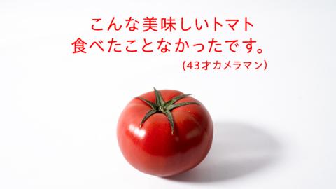 糖度9度以上 トマト 【 2025年収穫分 先行予約 】スーパーフルーツトマト 大箱 約2.6kg×1箱 （20～35玉/1箱） 2025年2月上旬発送開始 フルーツトマト とまと 野菜 [BC001