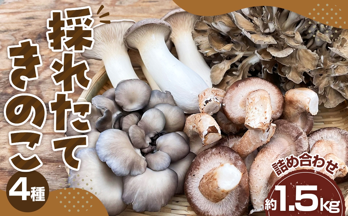 
            No.208 採れたてきのこ4種詰め合わせセット　約1.5kg ／ キノコ 茸 新鮮 もぎたて 産地直送 安心安全 農薬不使用 中華料理 天ぷら 炊き込みご飯 鍋物 BBQ 菌床しいたけ エリンギ まいたけ ひらたけ 山口県 特産品
          