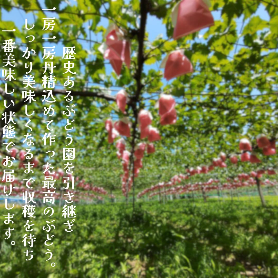 ナガノパープル　8パック（360g×4パック×2箱)