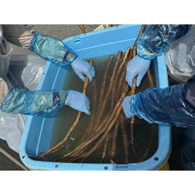 ふるさと納税 陸前高田市 乾燥ごぼう お手軽ごぼうくん 32g×2袋 手づくり 料理 手軽 小分け ゴボウ 牛蒡 |  | 01