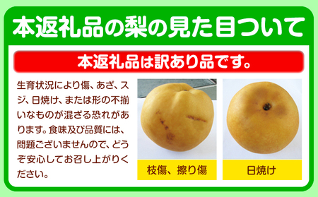 先行予約 くまもと 梨 訳あり 熊本県産 約5kg 6～17玉 フルーツ 予約 秋 旬 クール便 《2024年8月末旬-10月中旬頃より出荷予定》 SDGs 梨 先行予約 なし 果物 デザート ギフト