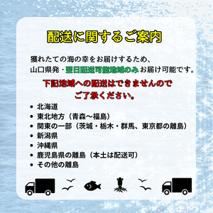 鮮魚セット 約4～5kg 当日水揚げ 阿武町産