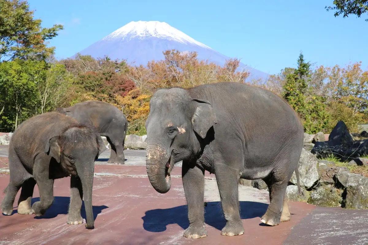 動物園 静岡 富士サファリパーク 大人 2枚 入場券 ペア ペアチケット サファリパーク 動物 子供 家族 お出かけ チケット 券 ギフト券 体験チケット ギフト プレゼント 贈答 贈答品 贈り物 旅
