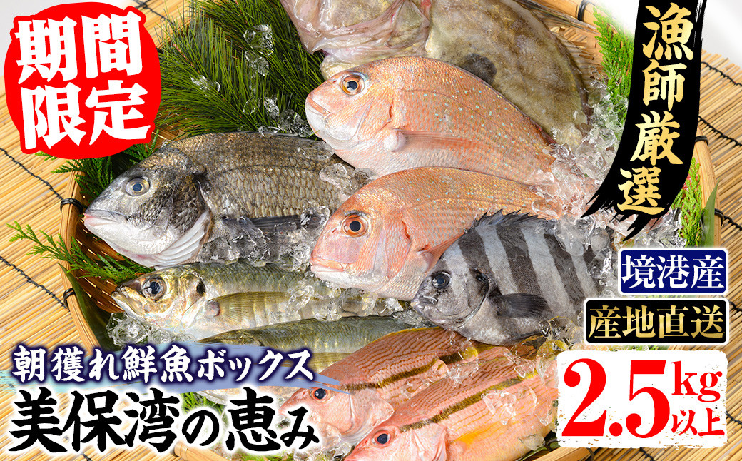 
＜選べる＞＜期間限定＞＜4月上旬～10月末頃発送予定＞朝獲れ鮮魚ボックス「美保湾の恵み」(計2.5kg以上)【sm-BE004】【川口商店】
