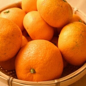 [訳あり]紀州有田みかん約5kg(S～Lサイズ)【日高町】【1394228】