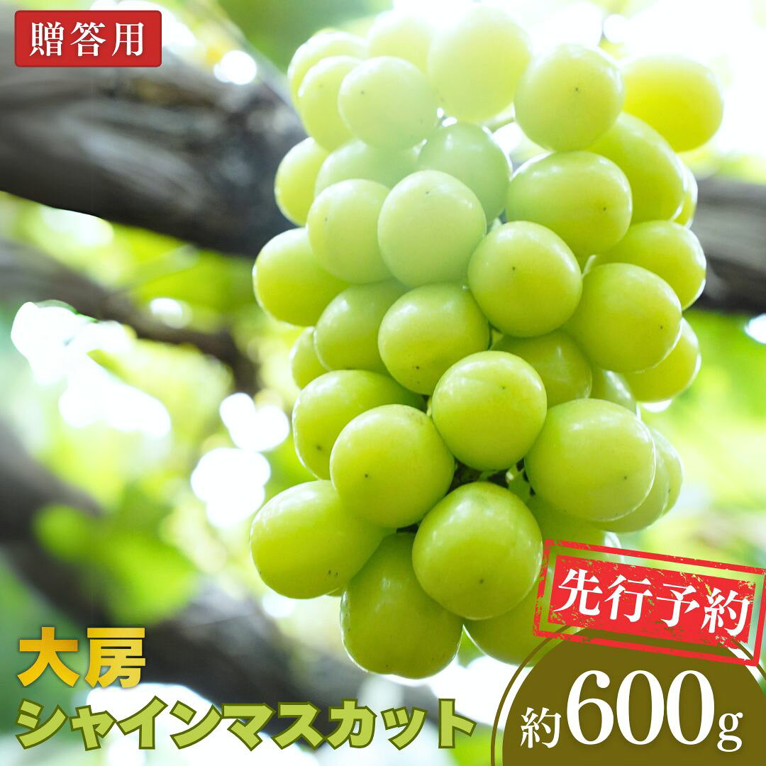【ふるさと納税】先行予約 大房シャインマスカット 約600g（1房）令和8年度 新潟県 三条市産 ぶどう [小林農園] 10000円以下 1万円以下【010P080】