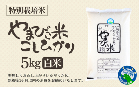 【令和7年産】米 コシヒカリ（特別栽培米）5kg 新庄やまびこ米（白米）【 5キロ 特栽米】 [m23-a017]