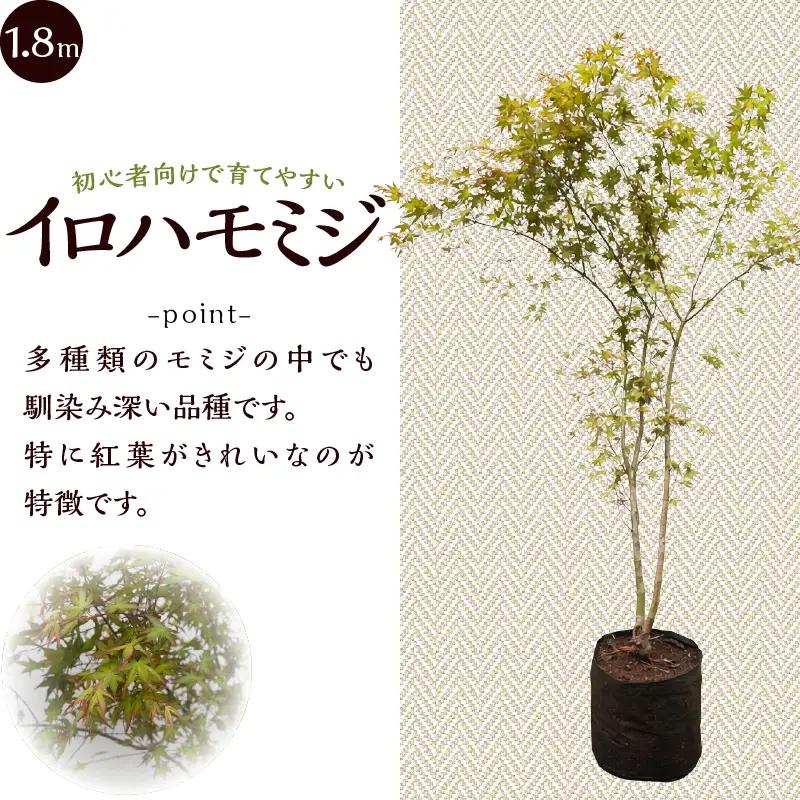 植木　イロハモミジ　1.8ｍ