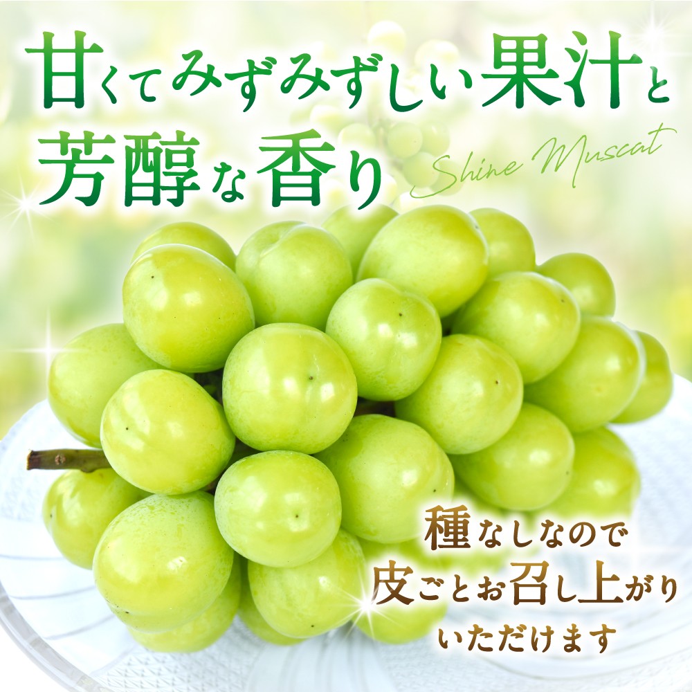 【先行予約】朝摘み シャインマスカット 秀品 2房（約1.2kg）こだわり農家厳選！【2027年8月中旬から9月中旬順次発送予定】） | マスカット ぶどう ブドウ 和歌山 フルーツ 果物 くだもの【