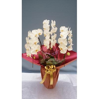 ふるさと納税 糸田町 三本立特選胡蝶蘭白大輪