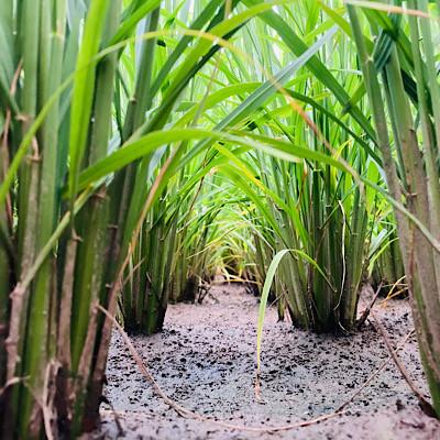 ふるさと納税 新庄市 令和7年　至福のササニシキ(精米)5kg |  | 01