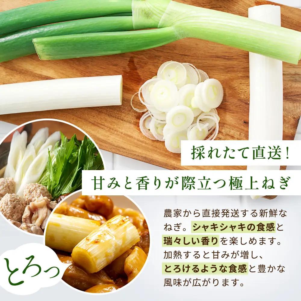 【先行予約】とれたて直送 角田市産！とろける甘みの「こだわり長ネギ」 約3kg （約12本～18本）【11月上旬以降発送】| 新鮮 産地直送