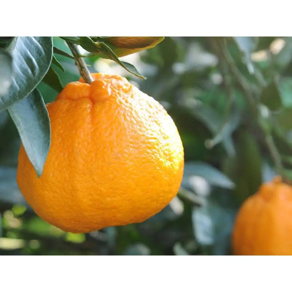 不知火 5kg 24～28玉 訳あり 不知火
