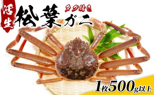 【22014】鳥取県網代産　松葉がに（ブランドタグ付き）500g以上（生）