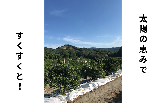 低温貯蔵ハウス不知火　約5kg 果物類 柑橘類 柑橘 フルーツ みかん ミカン 